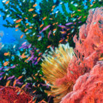 Colorful fish swimming in coral reef