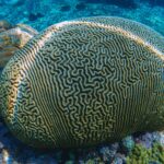 coral reef macro ,texture, abstract marine ecosystem background on a coral