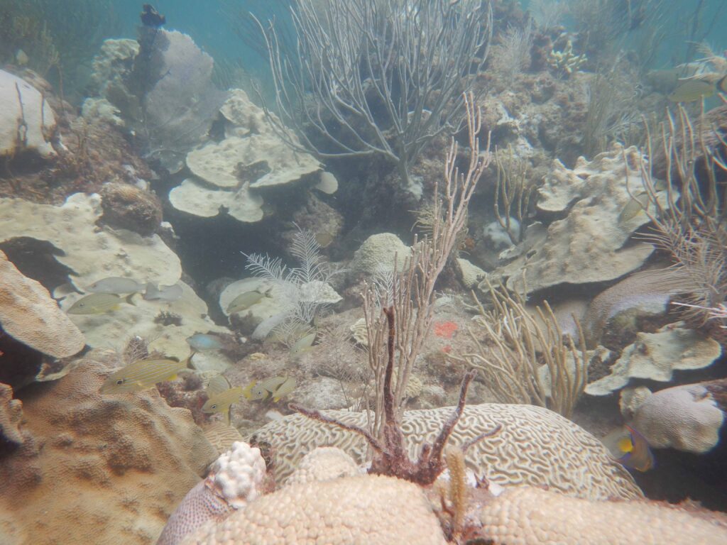 Coral Bleaching Upper Keys_ Credit FWC