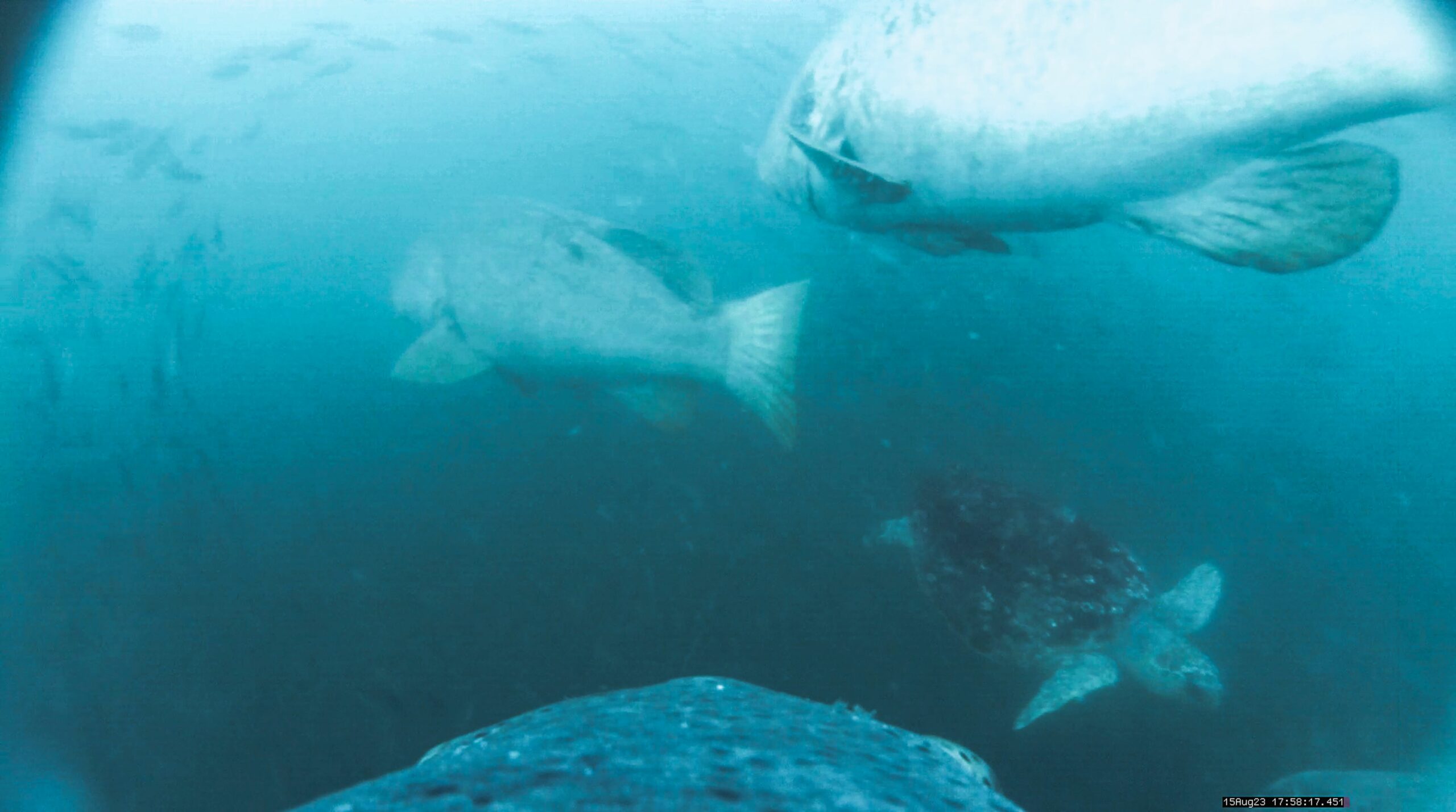 DancingDInosaurs_CRM