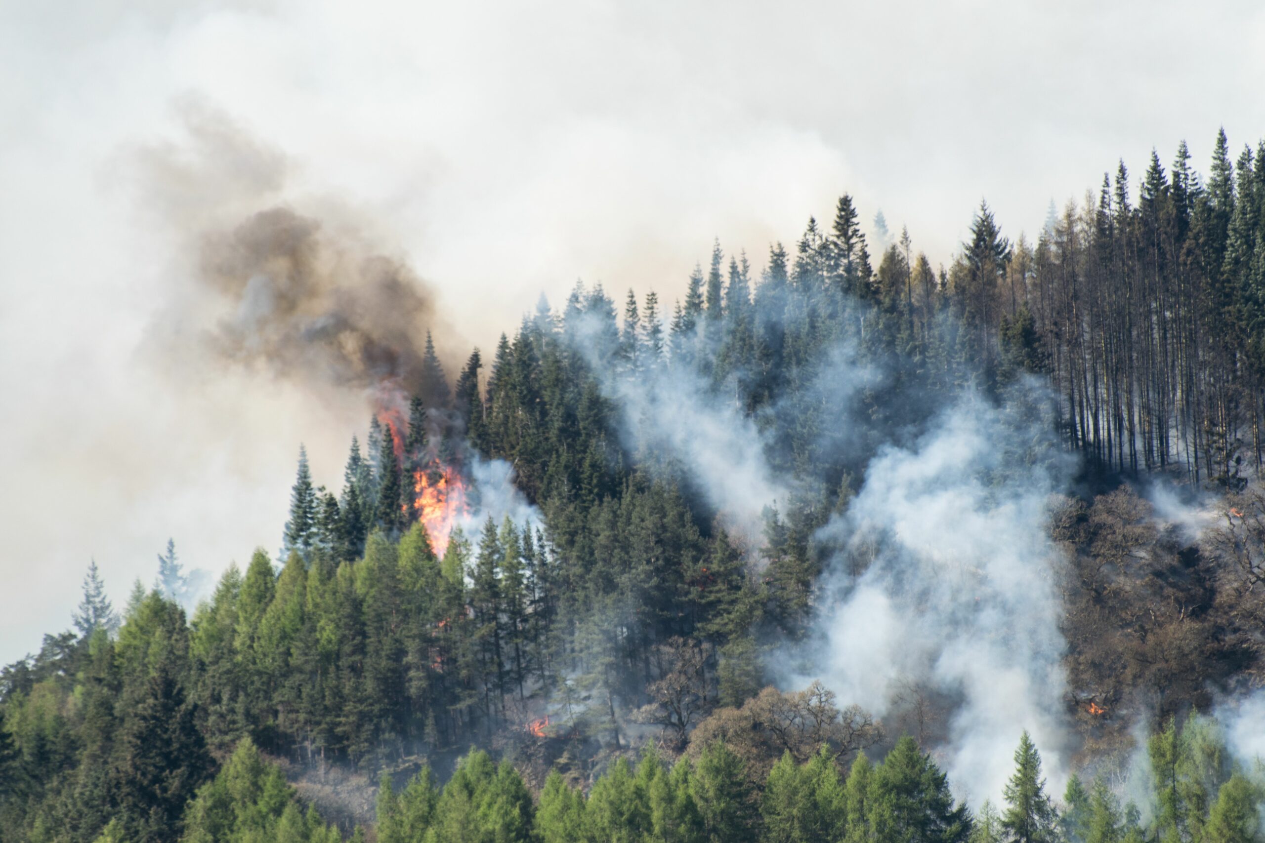Smoke and flames rising from a burning pine forest on a hot summer day