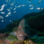 Black grouper (Microperca bonacci) surrounded by fish at Xcalak Marine Park, Quintana Roo, Mexico